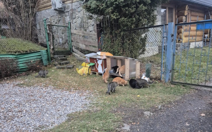 Grupa kotów bawiących się na trawie przed domem.