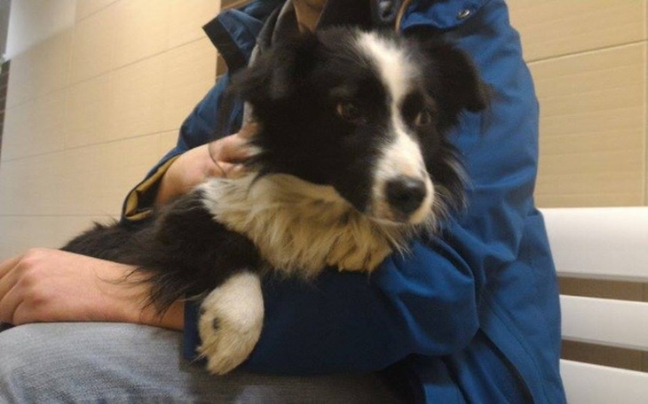 Zbiórka Pilna pomoc dla psa - zdjęcie główne