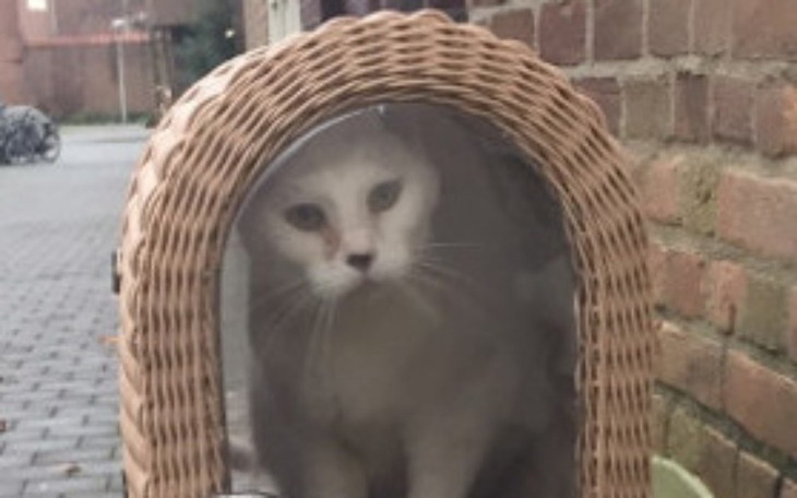 Zbiórka Leczenie kota Shiro - zdjęcie główne