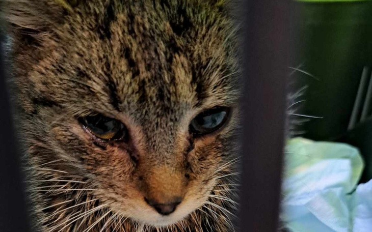 Zbiórka Dla stadka w Międzybrodziu - zdjęcie główne