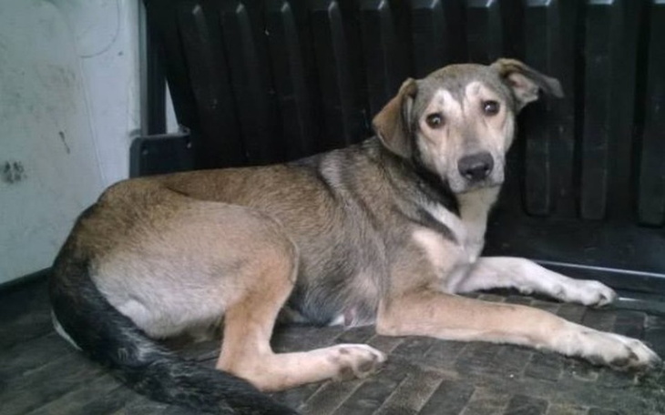 Pies leżący w samochodzie, z smutnym wyrazem twarzy.