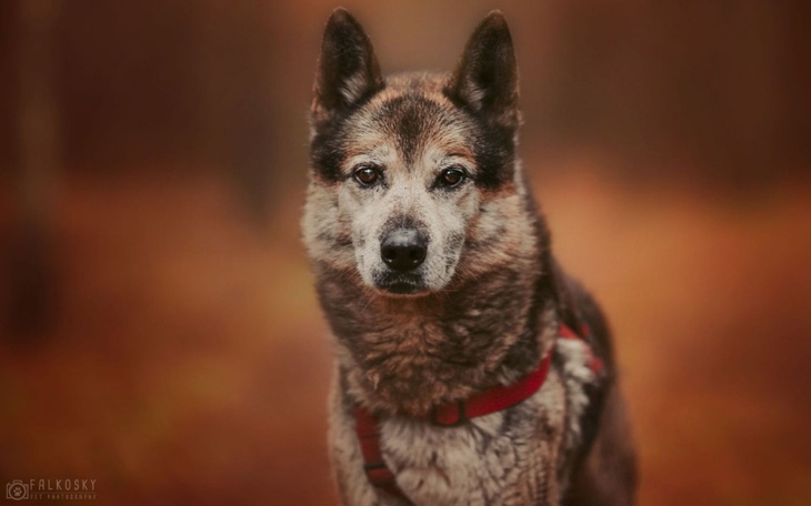 Zbiórka GIENEK porzucony 9 letni psiak - zdjęcie główne