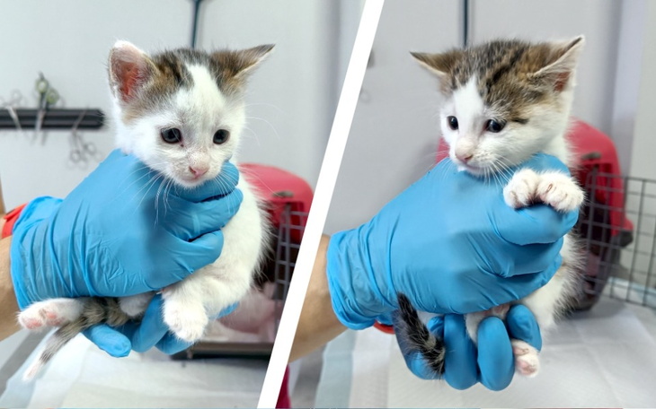 Zbiórka Flik i Dora - zdjęcie główne