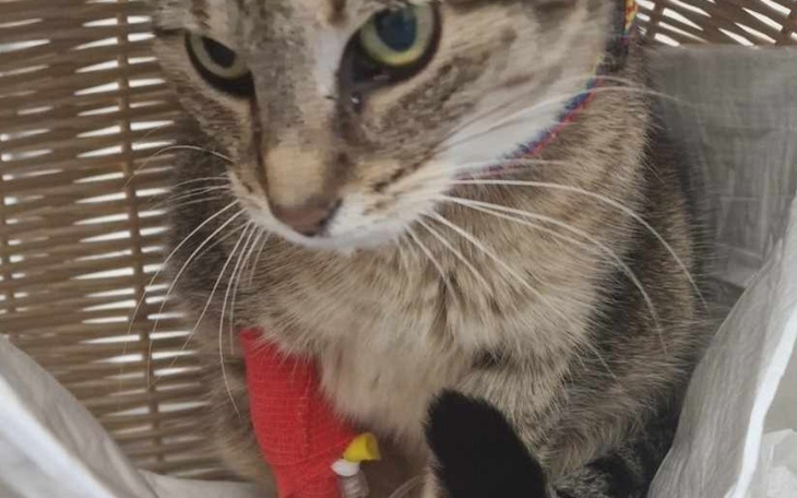 Kot siedzący w koszu, z zabawką w kształcie kurczaka.