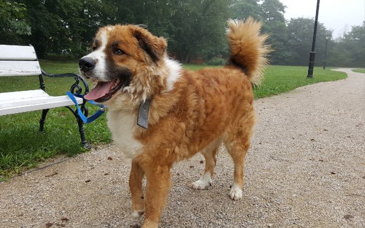 Zbiórka Razem dla Bima - zdjęcie główne