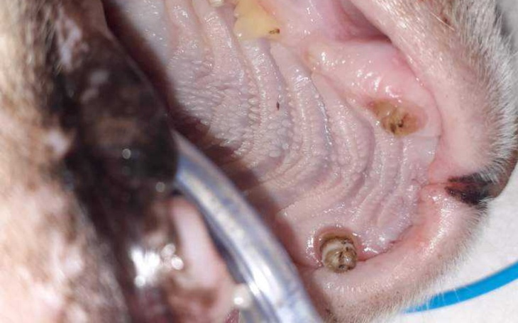 Zbiórka Kotka działkowa Lizi - zdjęcie główne