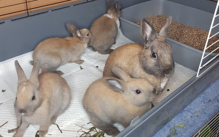 Zbiórka Leczenie Uszatych Serduszek - zdjęcie główne