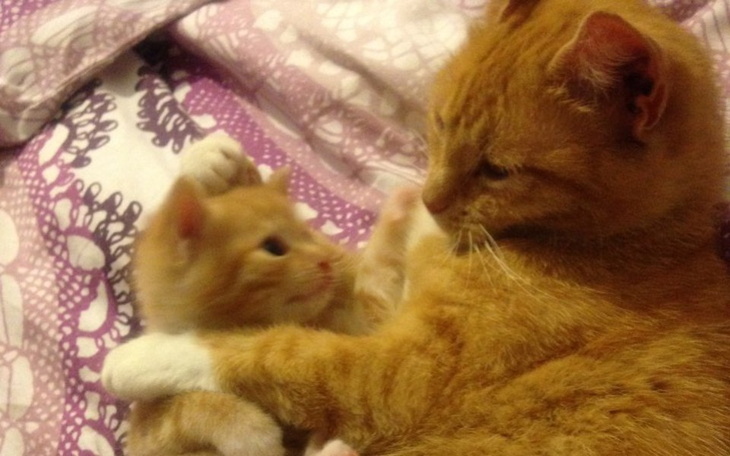 Zbiórka Moje kochane koty - zdjęcie główne