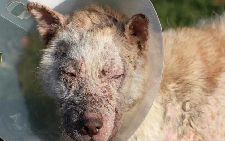 Zbiórka Musimy pomóc - zdjęcie główne