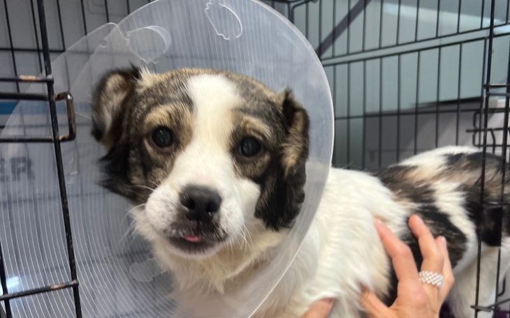 Zbiórka Fred - trzy ćwierci do śmierci - zdjęcie główne