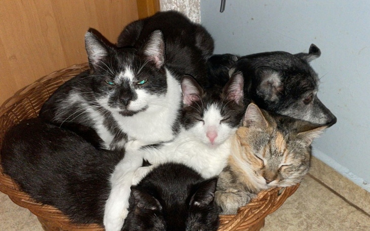 Zbiórka ŻYCIE -dla niechcianych istot - zdjęcie główne