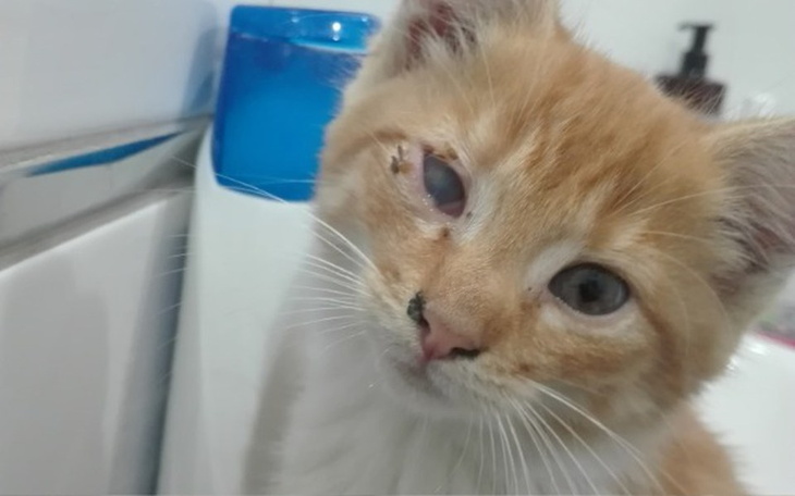 Zbiórka Chore oczy mruczusia - zdjęcie główne