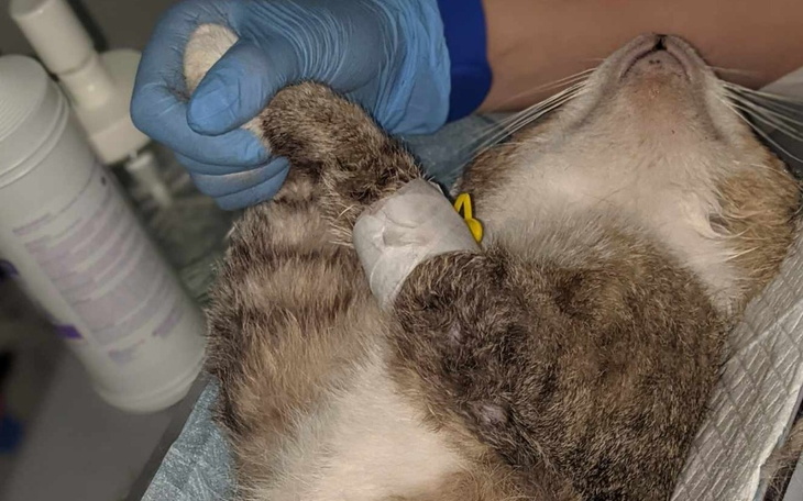 Zbiórka Misiu stracił już wszystko - zdjęcie główne