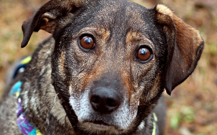 Zbiórka Diagnostyka kulawej Jagódki - zdjęcie główne
