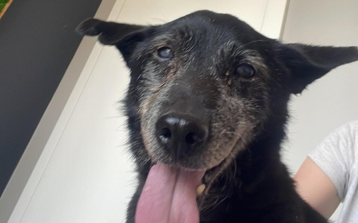 Zbiórka Puszki gastro dla Kosmusiów - zdjęcie główne