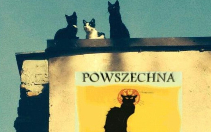 Trzy koty na dachu, słoneczny dzień.