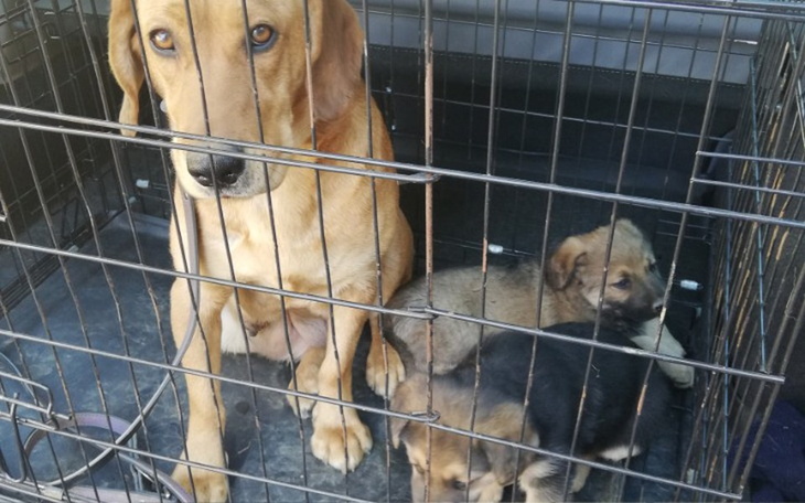 Zbiórka Miały zostać utopione.. - zdjęcie główne