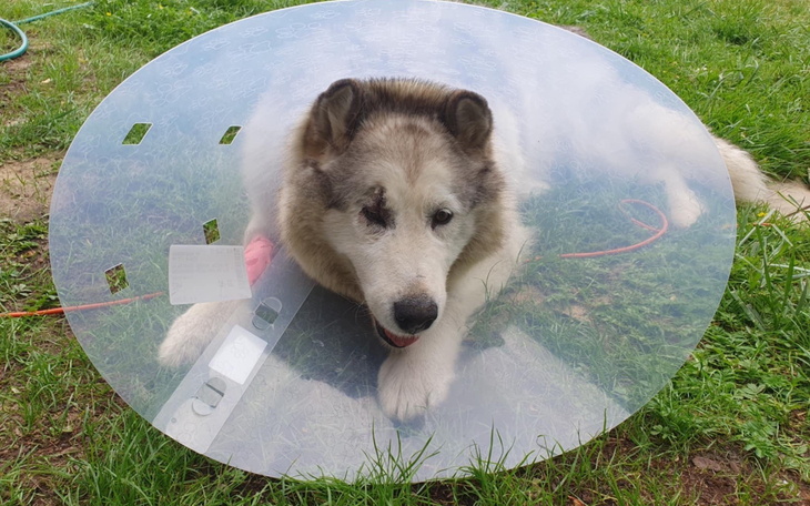 Pies w kołnierzu ochronnym leży na trawie.