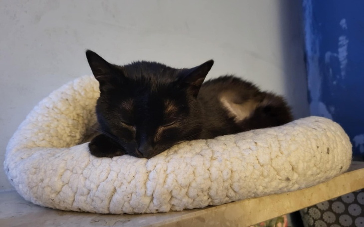 Zbiórka Szmarielka czarna wojowniczka - zdjęcie główne