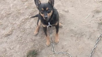 Zbiórka pomoż nam przetrwać - miniaturka zdjęcia