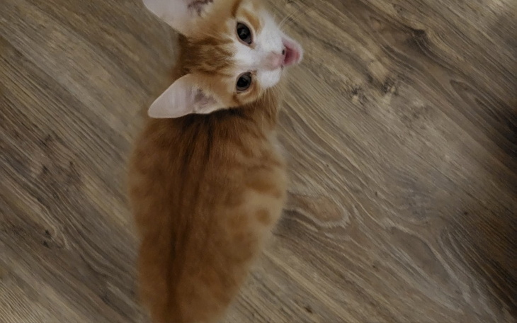 Zbiórka Mały koci wojownik - zdjęcie główne