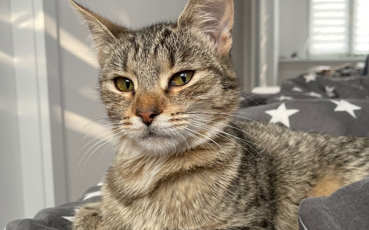 Zbiórka Leczenie Mani - FIP - zdjęcie główne