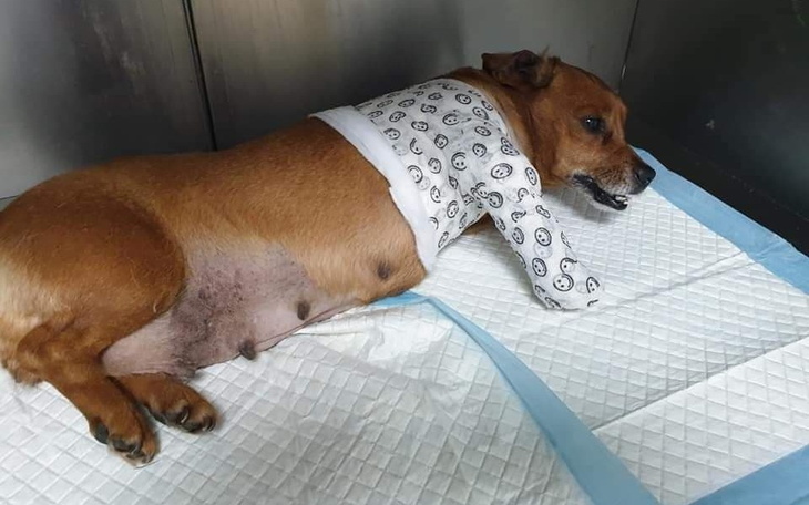 Zbiórka PILNA ZBIÓRKA- Prosi KURKA - zdjęcie główne