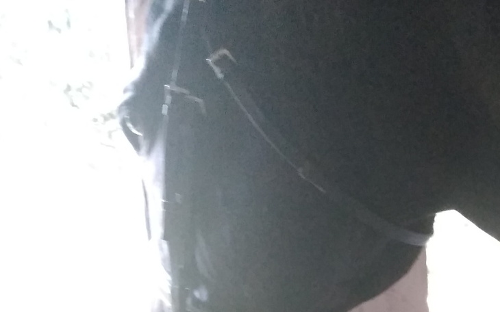 Zbiórka Na konia zbieram - zdjęcie główne