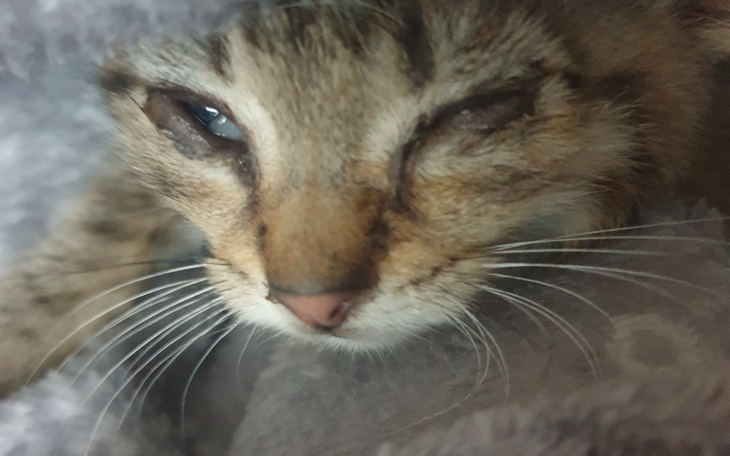 Zbiórka Entropium powieki Dolnej - zdjęcie główne