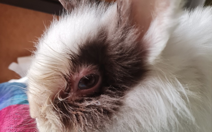 Zbiórka Operacja Leczenie królika Emilki - zdjęcie główne