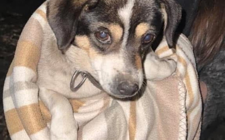 Pies owinięty w koc, wygląda na zmartwionego.