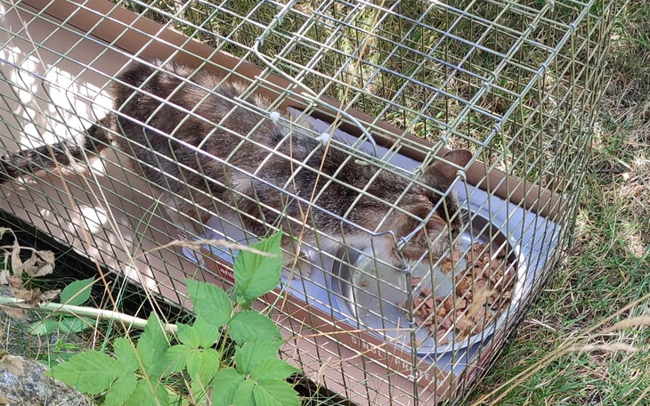 Zbiórka Leczenie bezdomnego kota Gdańsk - zdjęcie główne