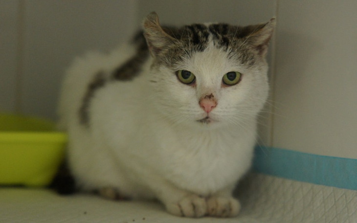 Zbiórka Dorian - zdjęcie główne