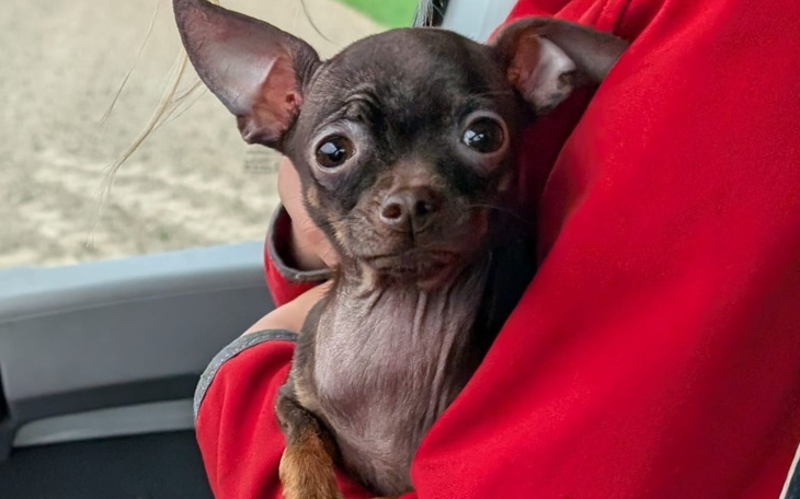 Mały piesek trzymany na rękach, z dużymi oczami.