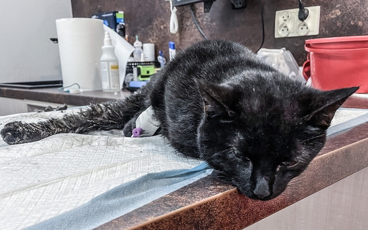 Zbiórka Konał w rzece w wigilijną noc - zdjęcie główne