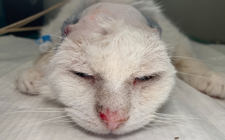 Zbiórka Pogońmy raka... - zdjęcie główne