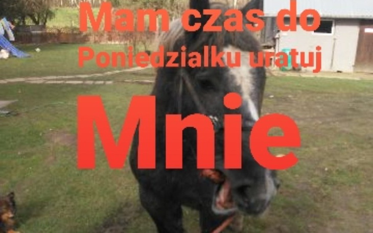 Zbiórka Bez szansy na lepsze życie - zdjęcie główne