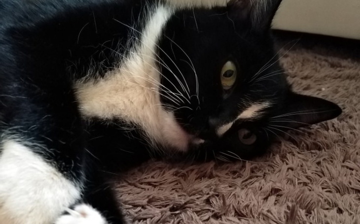 Zbiórka Walka o sprawność - zdjęcie główne