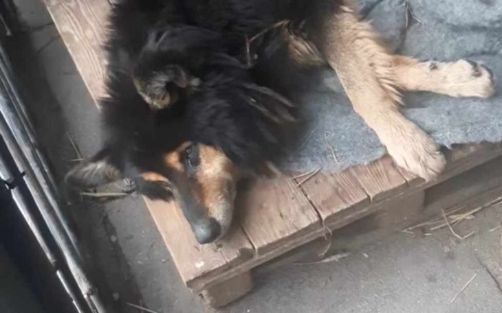 Pies leży na drewnianym podłożu, odpoczywając.