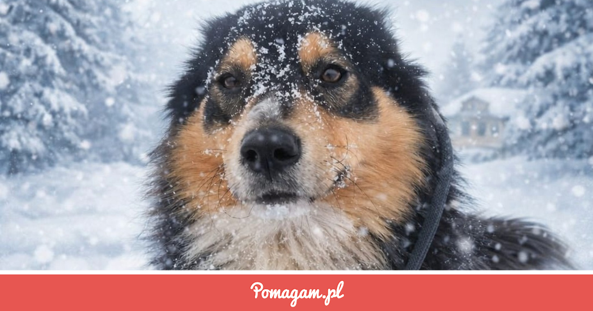 Pomuz Zrzutka na Pomóż Przetrwać Zimę... - Agnieszka Narożnowska | Pomagam.pl
