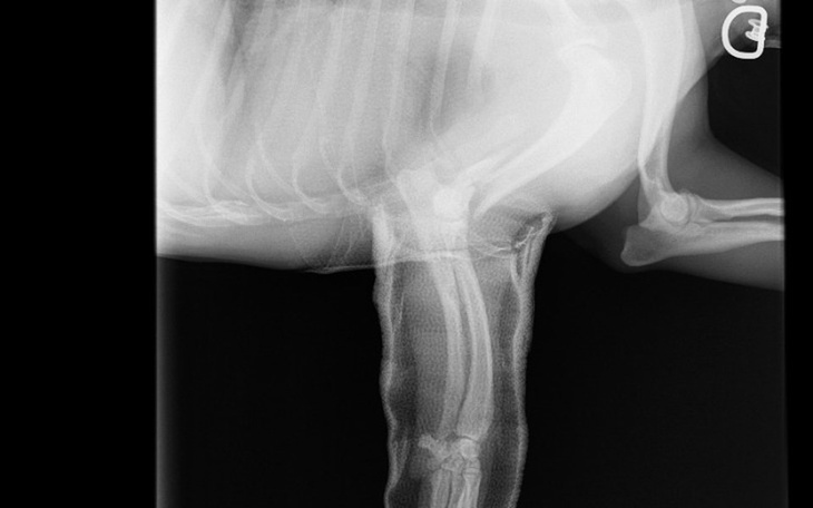 Zbiórka Chory psiak potrzebuje pomocy - zdjęcie główne