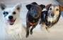 Zbiórka Dla piesków z domu wariatów - miniaturka zdjęcia