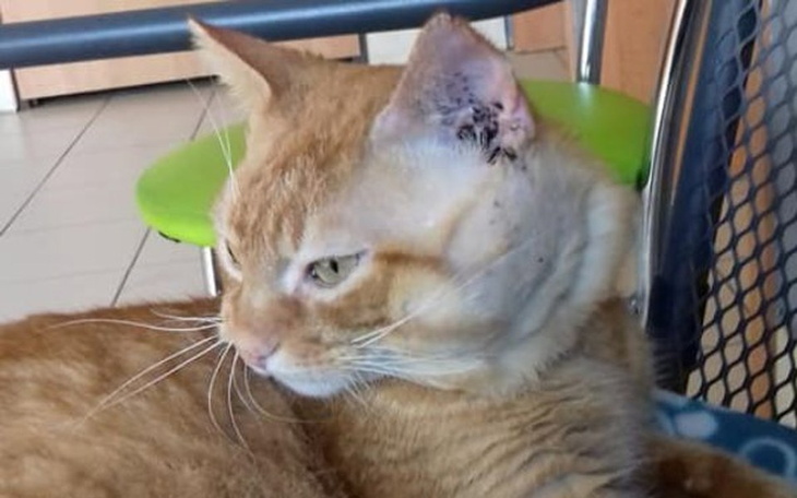 Zbiórka JAMES -  porzucony, bo chory - zdjęcie główne