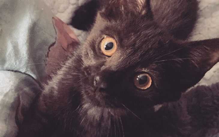 Zbiórka Operacja Szymona - zdjęcie główne