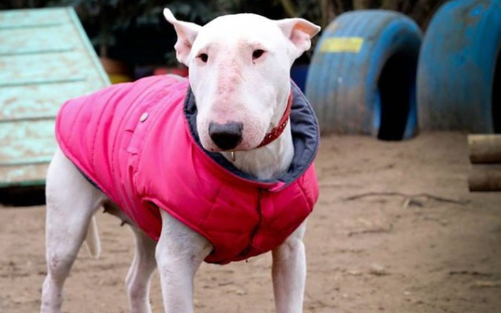 Zbiórka Kubraki dla schroniskowych psów - zdjęcie główne