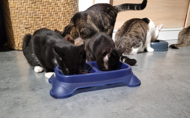 Zbiórka By nie zaznały więcej głodu - zdjęcie główne