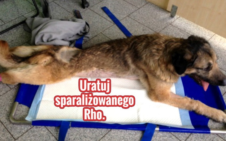 Zbiórka Uratuj sparaliżowanego Rho. - zdjęcie główne
