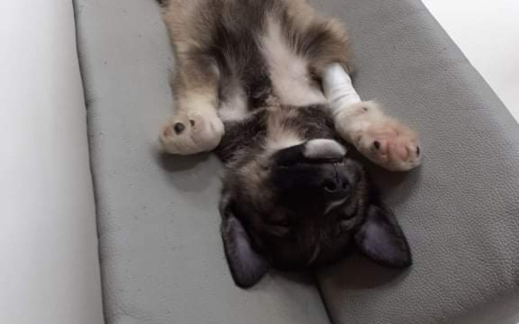 Zbiórka DZIECIAK walczy o normalne życie - zdjęcie główne