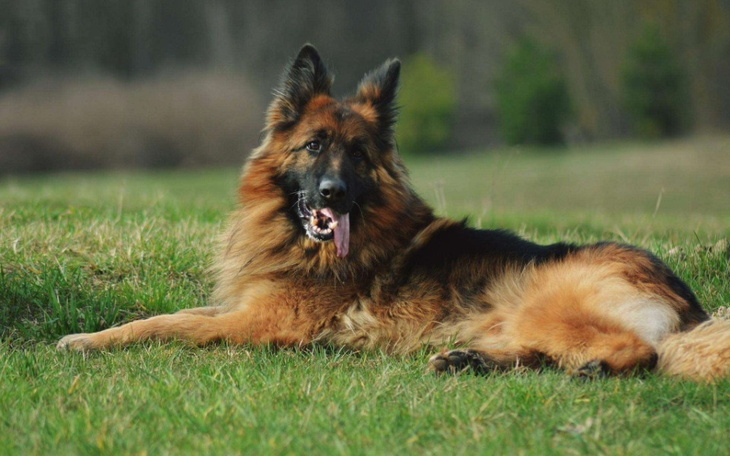 Widok na piękny krajobraz górski z zielonymi drzewami.