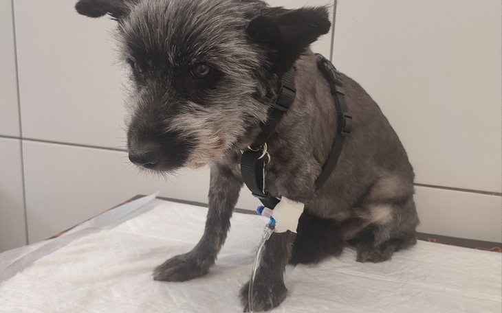 Zbiórka Sofi prosi o pomoc - zdjęcie główne